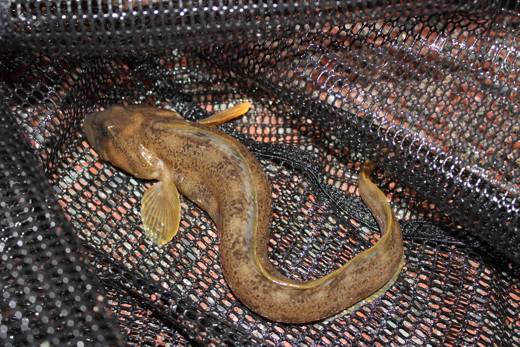 Ocean Pout from Britannia, Random Island, Newfoundland on July 8, 2022 ...