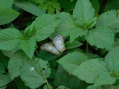 Anartia jatrophae