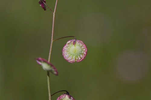 Image of Ribbed fringepod by (c) Arvel Hernandez, some rights reserved (CC BY)