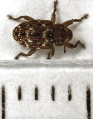 Storeus albosignatus
