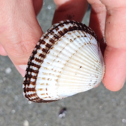 Kagoshima Blood Cockle