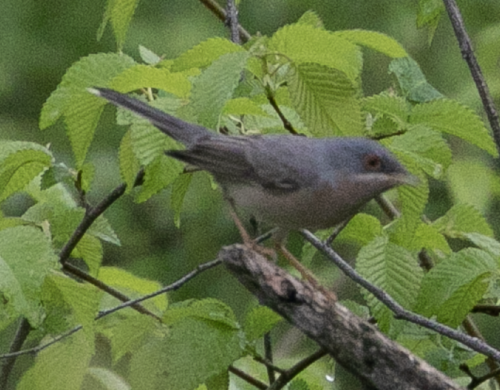 Curruca tirrénica (Curruca subalpina)