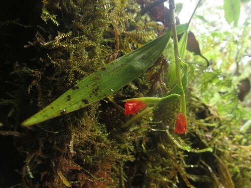 Elleanthus virgatus (Rchb.f.) C.Schweinf.