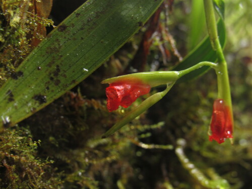 Elleanthus virgatus (Rchb.f.) C.Schweinf. 2