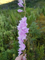 Watsonia marginata