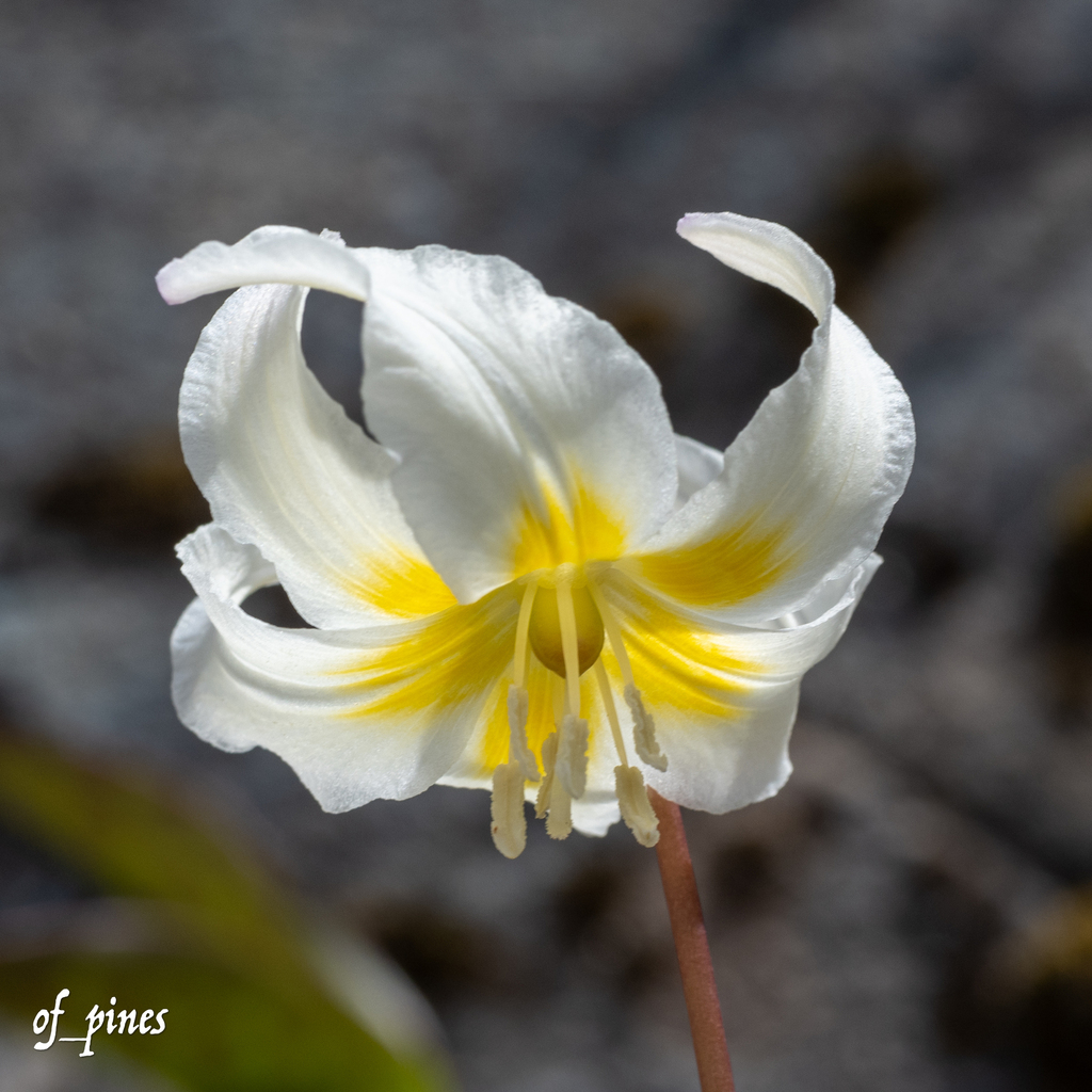 Cream Fawn Lily