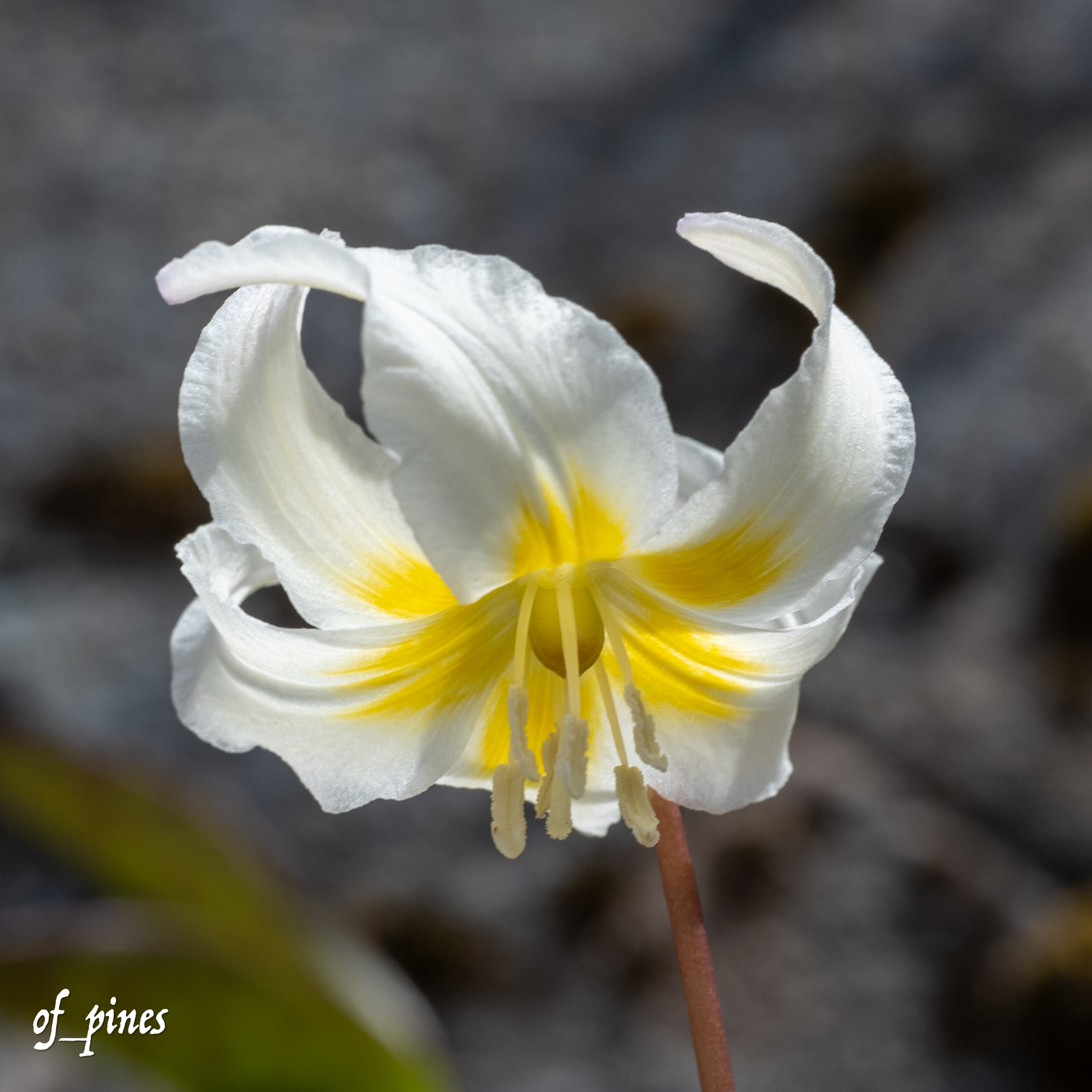 Erythronium citrinum