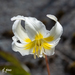 Cream Fawn Lily - Photo (c) Dayne Galash, some rights reserved (CC BY-NC), uploaded by Dayne Galash