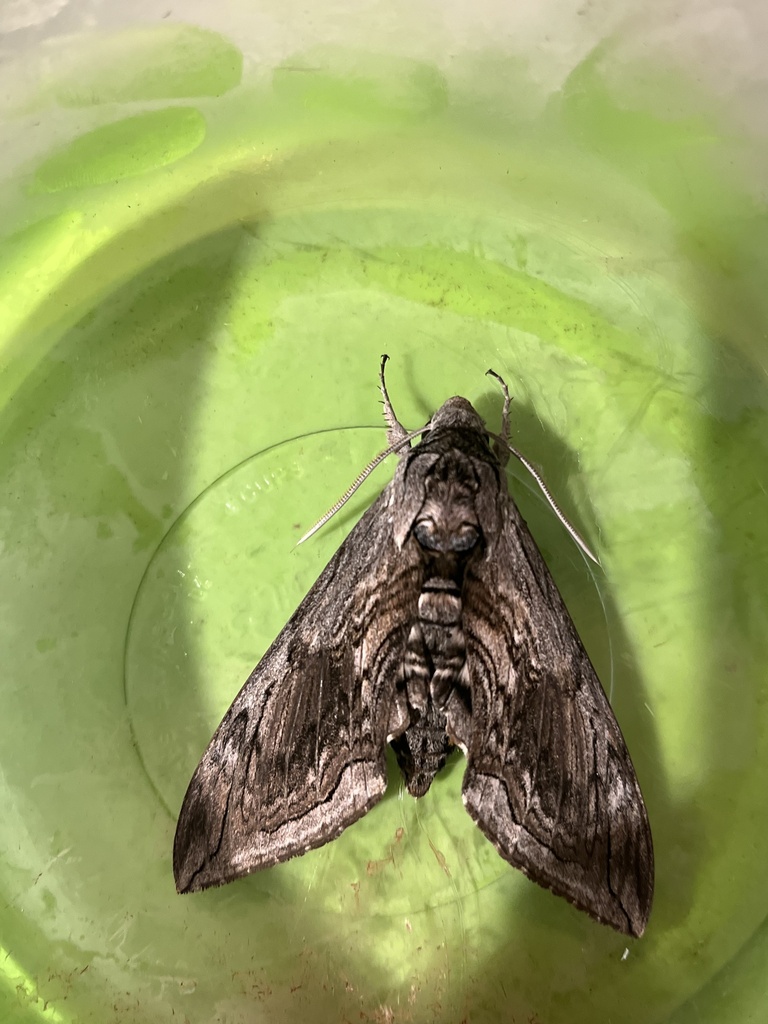 Five Spotted Hawk Moth From Redland Rd San Antonio Tx Us On April 24