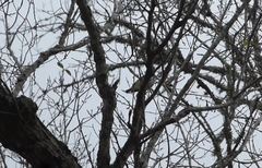 Vireo solitarius