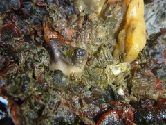 Asterocarpa coerulea