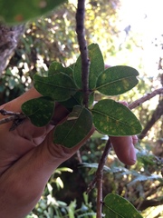 Metrosideros robusta