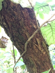 Metrosideros robusta