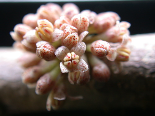 Myrsine adamsonii