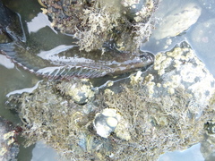 Acanthoclinus fuscus