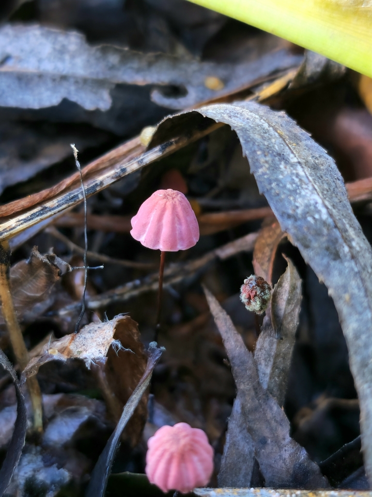 Marasmius haematocephalus · April 2023 · photo: © soolquipildor (iNaturalist, cc-by)