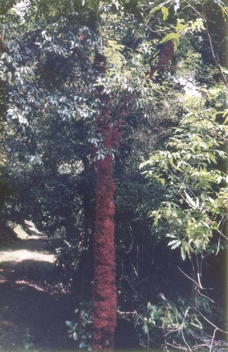 Baccaurea courtallensis (Baccaurea courtallensis)