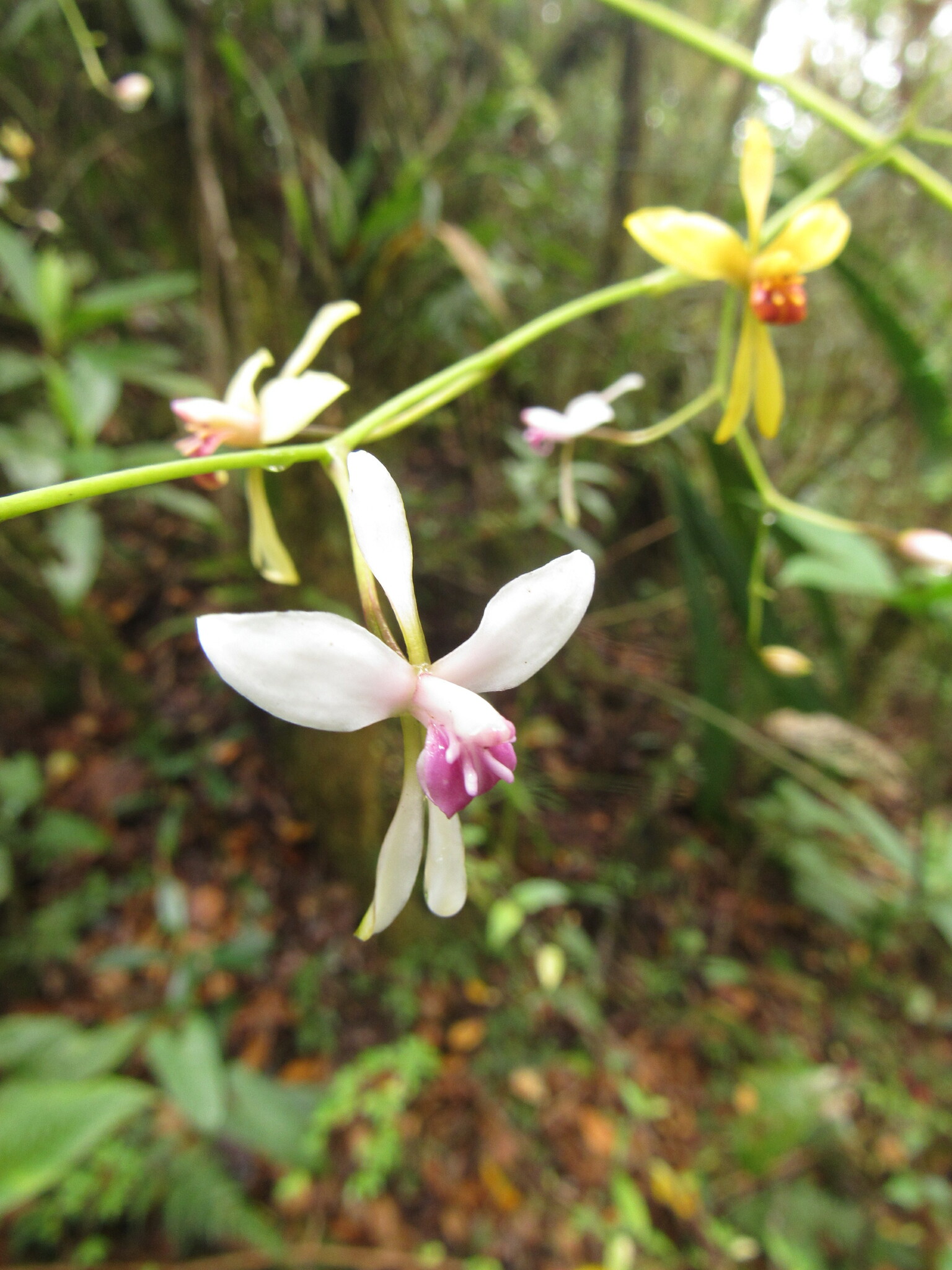 Cyrtochilum distans (Rchb.f.) Kraenzl. 2