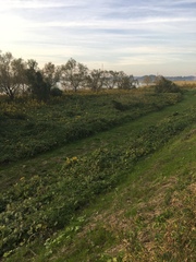 Pueraria montana lobata