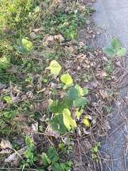 Pueraria montana lobata