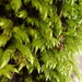 Rusty Ragged Moss - Photo (c) Stefan Gey, some rights reserved (CC BY-NC), uploaded by Stefan Gey