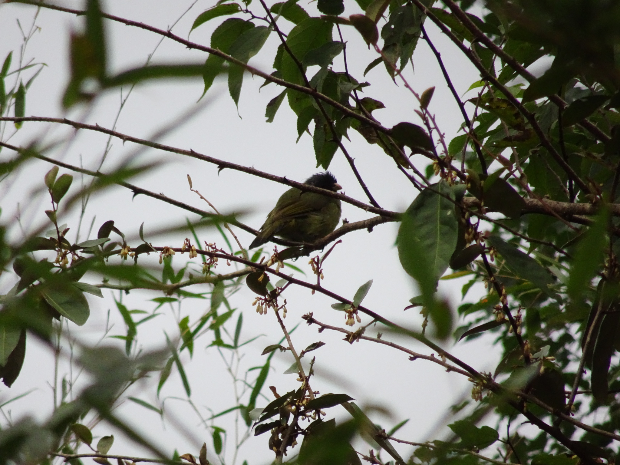 Collared Finchbill