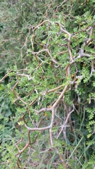 Sophora prostrata