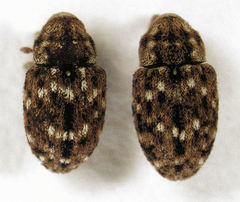 Storeus albosignatus