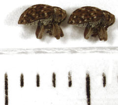 Storeus albosignatus