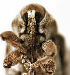 Storeus albosignatus