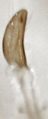 Storeus albosignatus