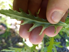 Senecio glomeratus glomeratus