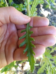 Senecio glomeratus glomeratus