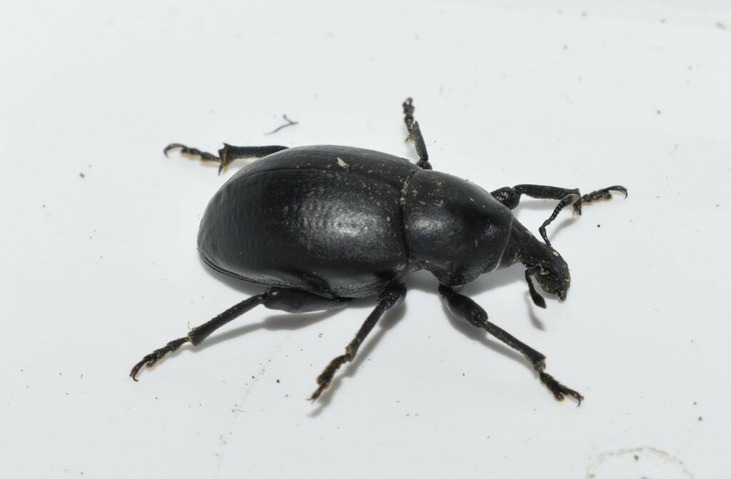 Liparus tenebrioides