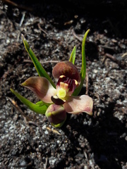 Disa bodkinii
