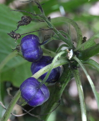 Lobelia physaloides