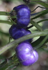Lobelia physaloides