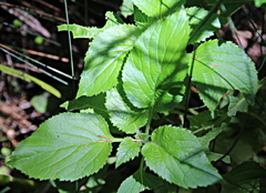 Lobelia physaloides
