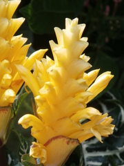 Aphelandra squarrosa