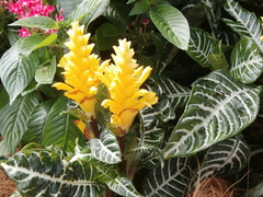 Aphelandra squarrosa