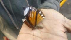 Elymnias hypermnestra