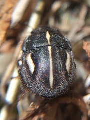 Odontoscelis signata