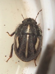 Odontoscelis signata