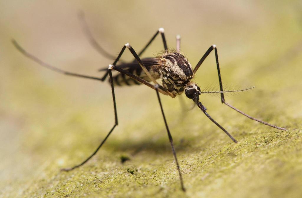 Tree Hole Mosquito