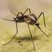 Aedes geniculatus - Photo (c) Pierre Bornand, algunos derechos reservados (CC BY-NC)