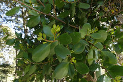 Peraxilla colensoi