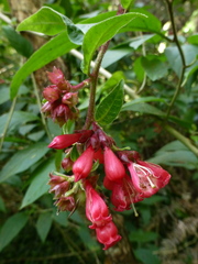 Cestrum fasciculatum
