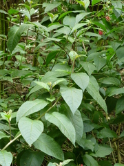 Cestrum fasciculatum