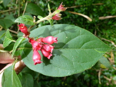 Cestrum fasciculatum