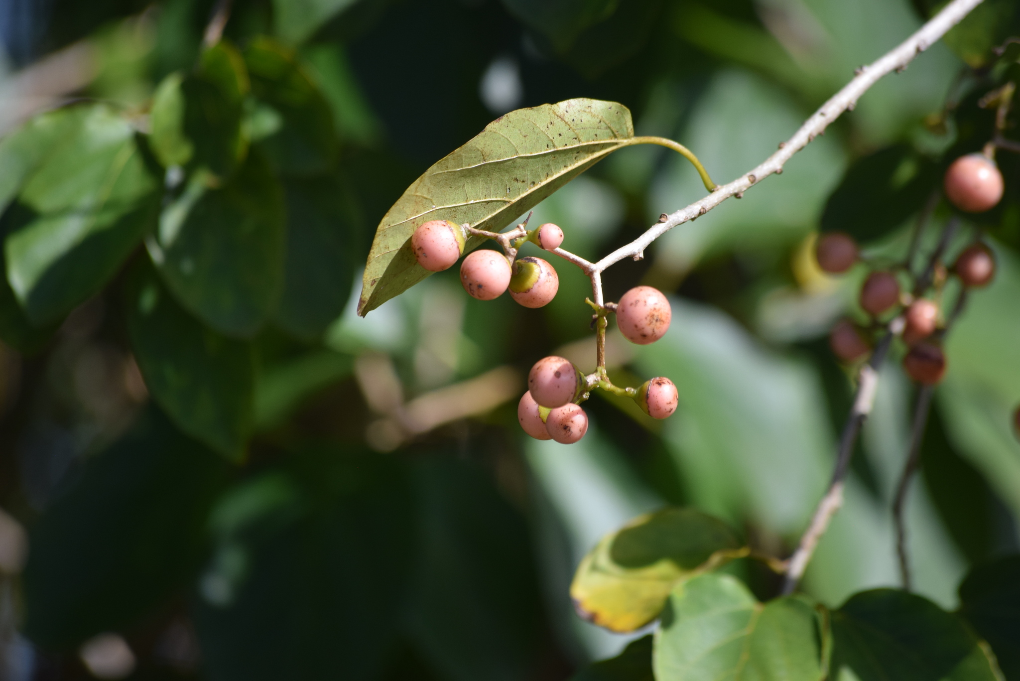 Cordia dichotoma